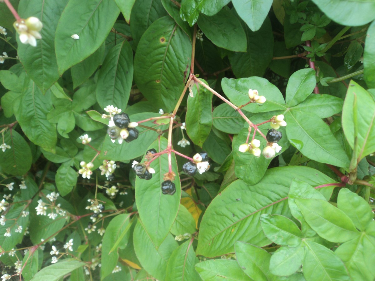 Persicaria chinensis (L.) H.Gross